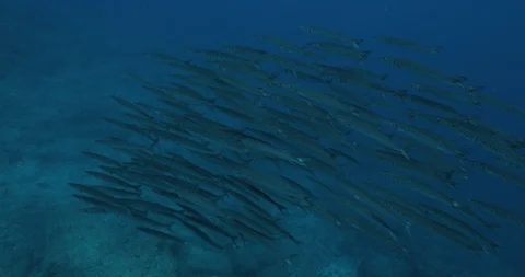 School of Mexican Barracuda. 库存影片 115298316