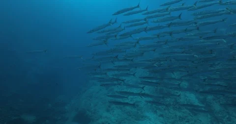 School of Mexican Barracuda. 库存影片 115299036