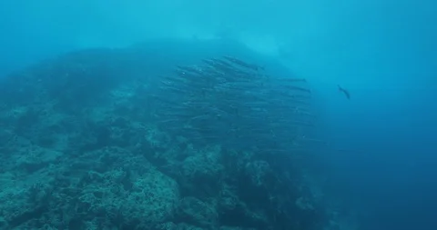 School of Mexican Barracuda. 库存影片 115300313