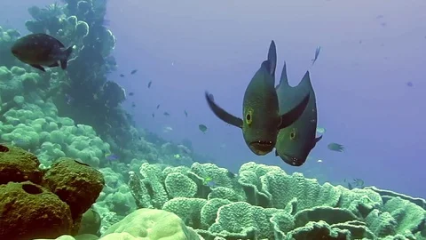 School of midnight snapper, macolor macularis are looking at me, Bali Stock Footage 80630867