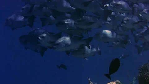 A school of Midnight Snapper (Macolor macularis), a tropical coral reef fish Stock Footage 83908882