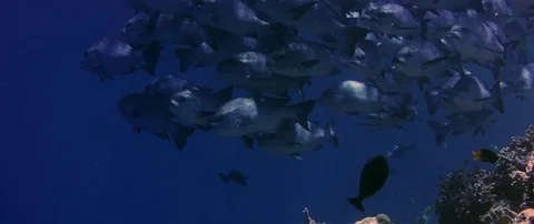 A school of Midnight Snapper (Macolor macularis), a tropical coral reef fish Stock Footage 83936108