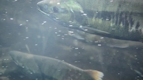School of Migrating Salmon Spawning Stock Footage 40709198