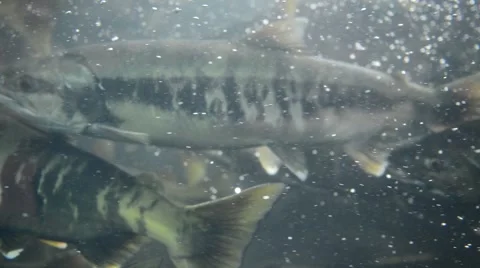 School of Migrating Salmon Spawning Stock Footage 40709201