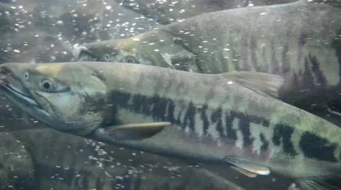 School of Migrating Salmon Spawning Stock Footage 40709207