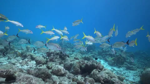 School of mixed caribbean reef fish. Goatfish, Snapper and Parrot fish. Stock Footage 268296015