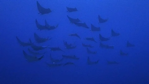 A school of mobula rays Stock Footage 120512813