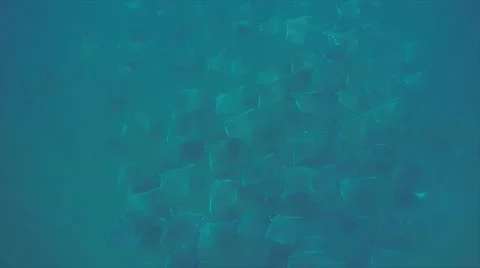 School of mobulas Stock Footage 59103739