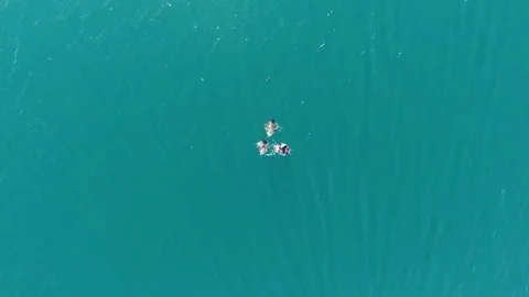 School of mobulas ray jumping and swimming Stock Footage 79499787
