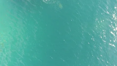 School of mobulas ray jumping and swimming Stock Footage 79620829