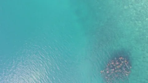 School of mobulas ray jumping and swimming Stock Footage 79621700