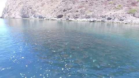 School of mobulas ray jumping and swimming Видео 79742285