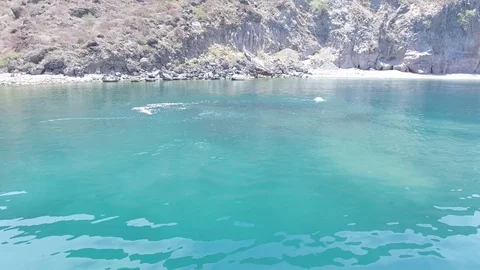 School of mobulas ray jumping and swimming Vidéo 79816532