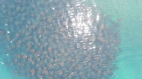 School of mobulas ray jumping and swimming 库存影片 80405181