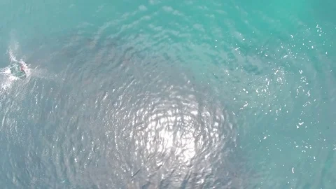 School of mobulas ray jumping and swimming Stock Footage 80515009
