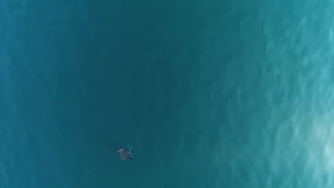 School of mobulas ray jumping and swimming Видео 80819038