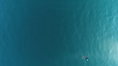School of mobulas ray jumping and swimming 库存影片 80819319