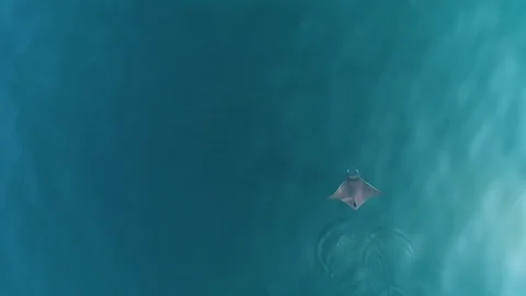 School of mobulas ray jumping and swimming 库存影片 80900259