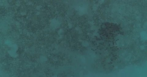 School of mobulas ray jumping and swimming 库存影片 101403167