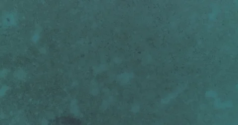 School of mobulas ray jumping and swimming Stock Footage 101403400