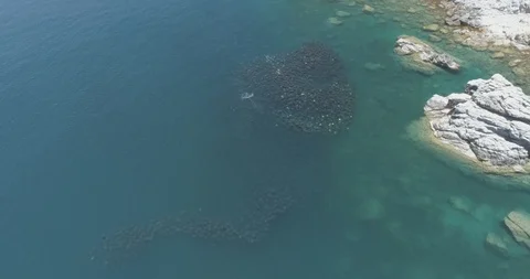School of mobulas ray jumping and swimming Stock Footage 101410452