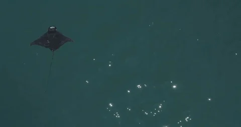 School of mobulas ray jumping and swimming 库存影片 101413614