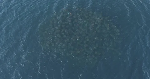 School of mobulas ray jumping and swimming 库存影片 101417289