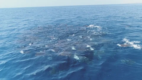 School of mobulas ray jumping and swimming Видео 113120926