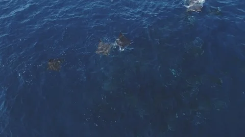 School of mobulas ray jumping and swimming 库存影片 113121321