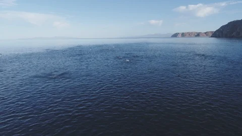 School of mobulas ray jumping and swimming 库存影片 113124562