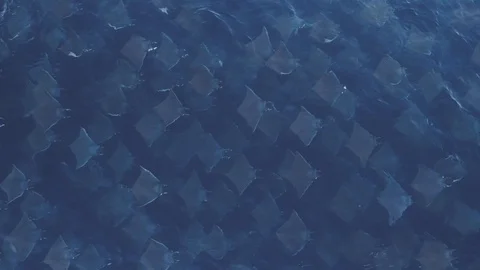 School of mobulas ray jumping and swimming Stock Footage 113139862