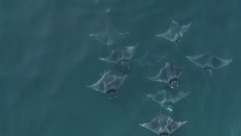 School of mobulas ray jumping and swimming Stock Footage 200583825