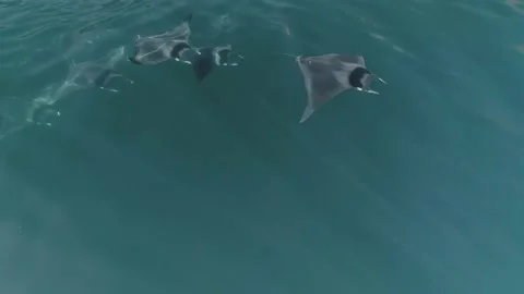 School of mobulas ray jumping and swimming Stock Footage 200584036