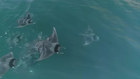 School of mobulas ray jumping and swimming Stock Footage 200584196