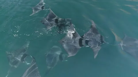 School of mobulas ray jumping and swimming Stock Footage 200584206