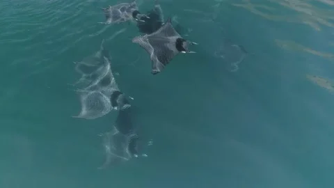 School of mobulas ray jumping and swimming Stock Footage 200584323