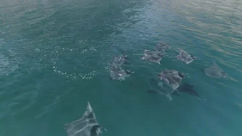 School of mobulas ray jumping and swimming Stock Footage 200584536