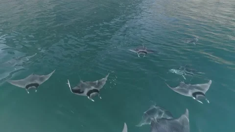 School of mobulas ray jumping and swimming Stock Footage 200584543