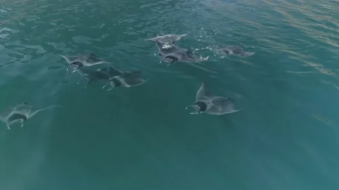 School of mobulas ray jumping and swimming Stock Footage 200584728