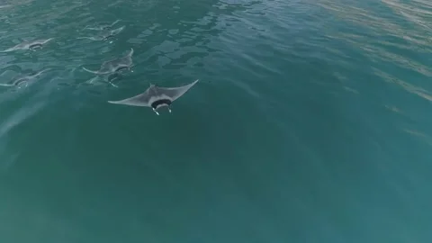 School of mobulas ray jumping and swimming Stock Footage 200584731