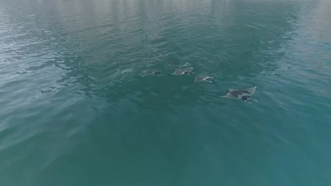 School of mobulas ray jumping and swimming Stock Footage 200585006