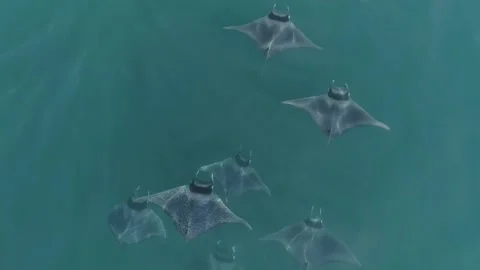 School of mobulas ray jumping and swimming Stock Footage 200585272