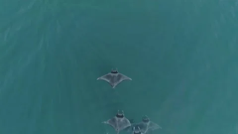 School of mobulas ray jumping and swimming Stock Footage 200585590