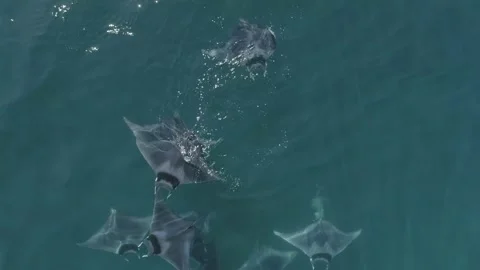 School of mobulas ray jumping and swimming Stock Footage 200588141
