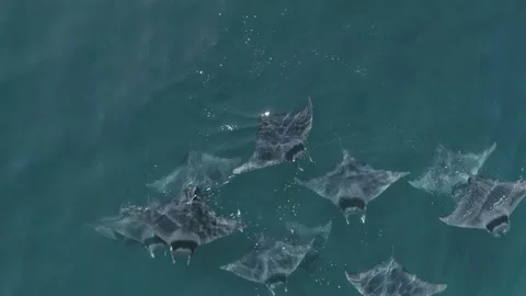 School of mobulas ray jumping and swimming Stock Footage 200588242