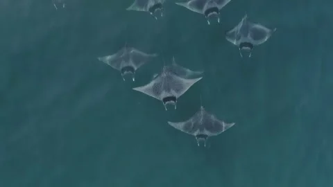 School of mobulas ray jumping and swimming Stock Footage 200588309