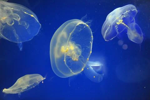 School of moon jellyfish Stock Photos