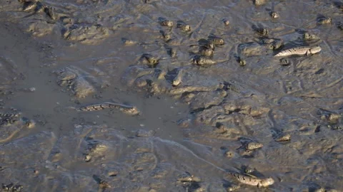 School of Mudskippers on the Mud of Mangrove Forest, Central Region of Thailand Stock Footage 309409086