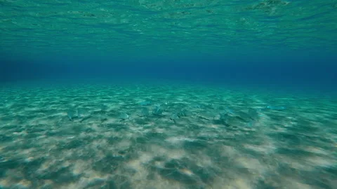 School of Mullet fish feeding in sandy shallows on sunny day, blending in with Video stock 338264009