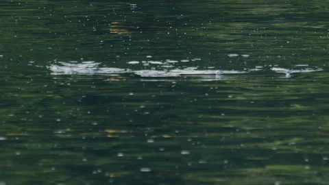 School of Mullet fish, Mugil cephalus, forage on the surface of the sea Stock Footage 341660614